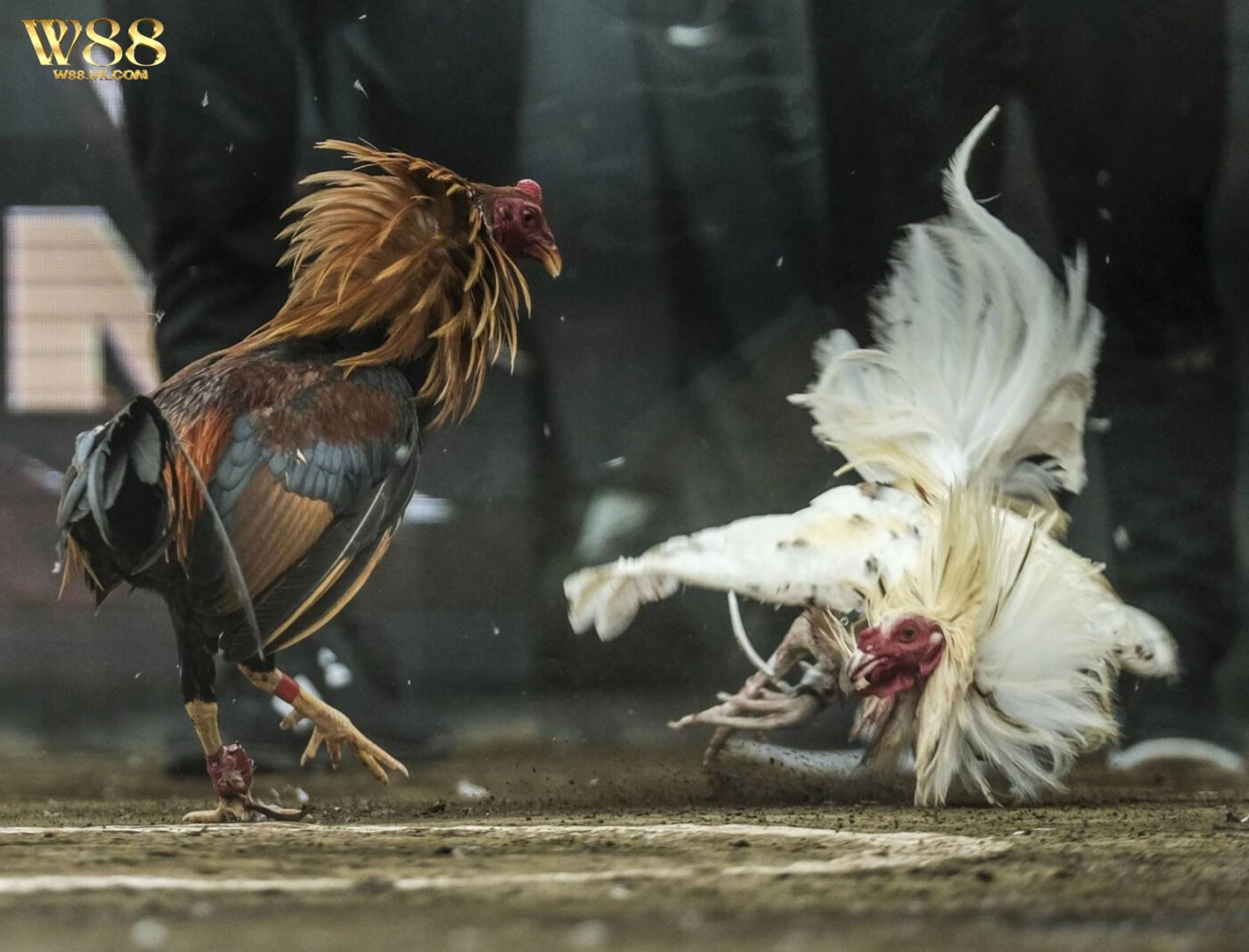 Đá Gà W88 mang đến cho người chơi trải nghiệm cá cược đỉnh cao